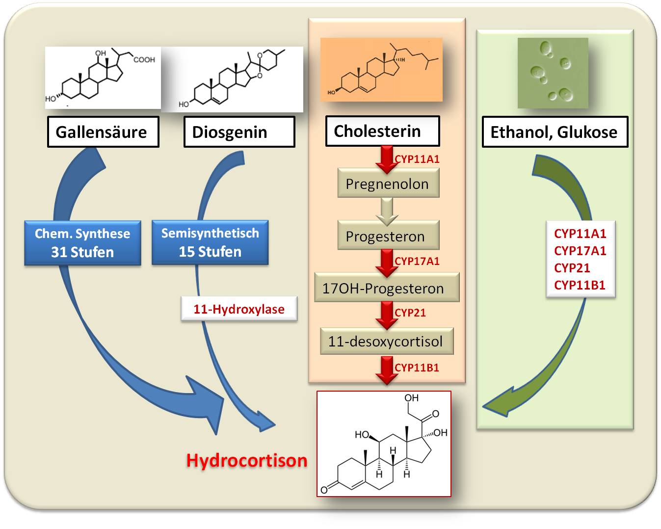 Synthese von Hydrocortison