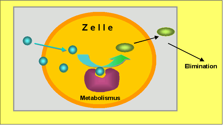 Metabolisierung lipophiler Fremdstoffe (schematisch)