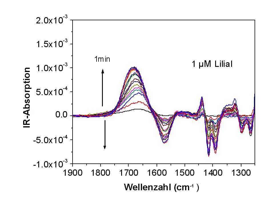 Zeitliche Abfolge der Infrarot-Spektren im Spektralbereich der Amide I und Amide II Banden