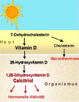 Biosynthese von Vitamin D