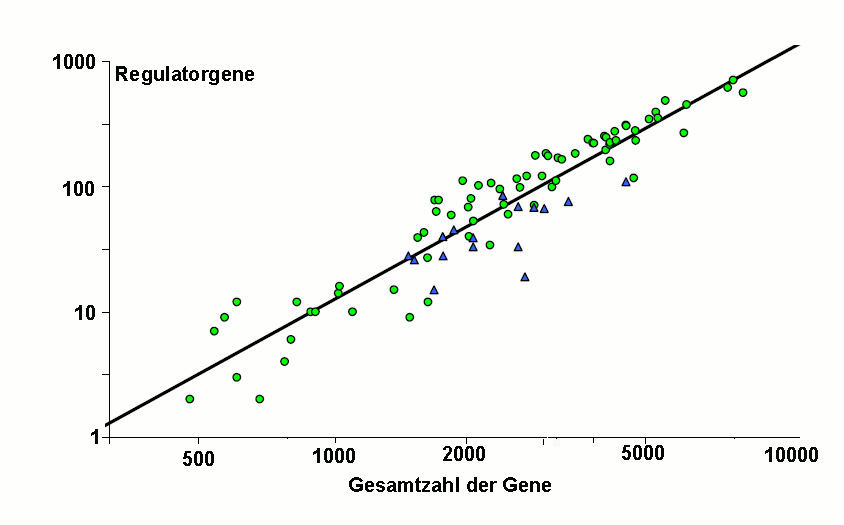 Anzahl regulatorische Gene
