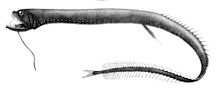 Idiacanthus atlanticus