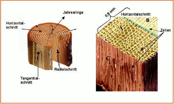 Makro- und Mikrostruktur von Nadelholz