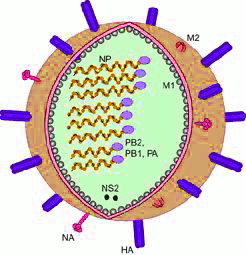 Viruspartikel schematisch