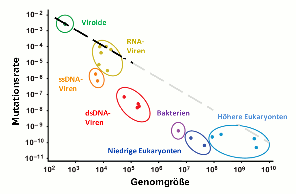Mutationsrate in Abhängigkeit der Genomgröße