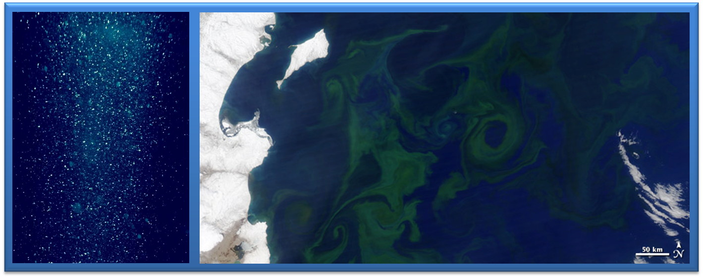 Meeresschnee (links), Algenblüte vor Kamchatka (rechts)