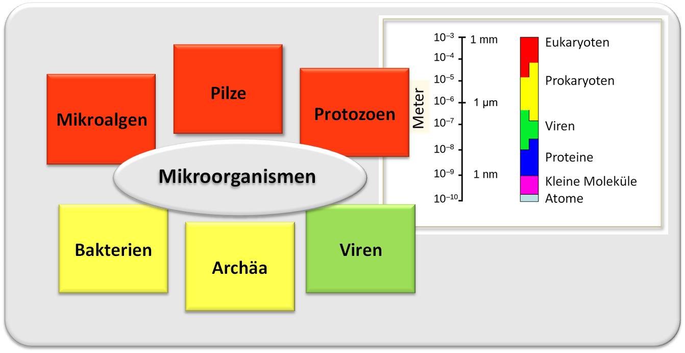 Untergruppen der Mikroorganismen