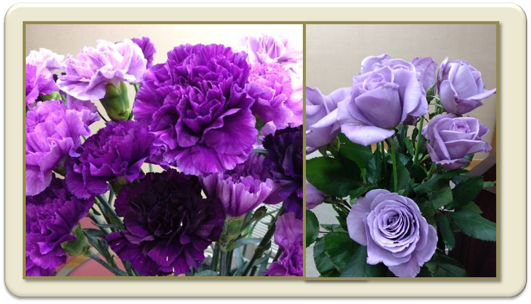 Violette Nelken und lila-bläuliche Rosen