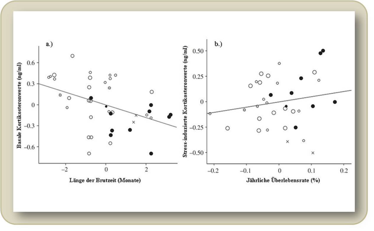 Zusammenhang zwischen Kortikosteronkonzentration (Mediane pro Art, von Männchen in der Brutzeit) und dem Lebensstil von Vogelarten.