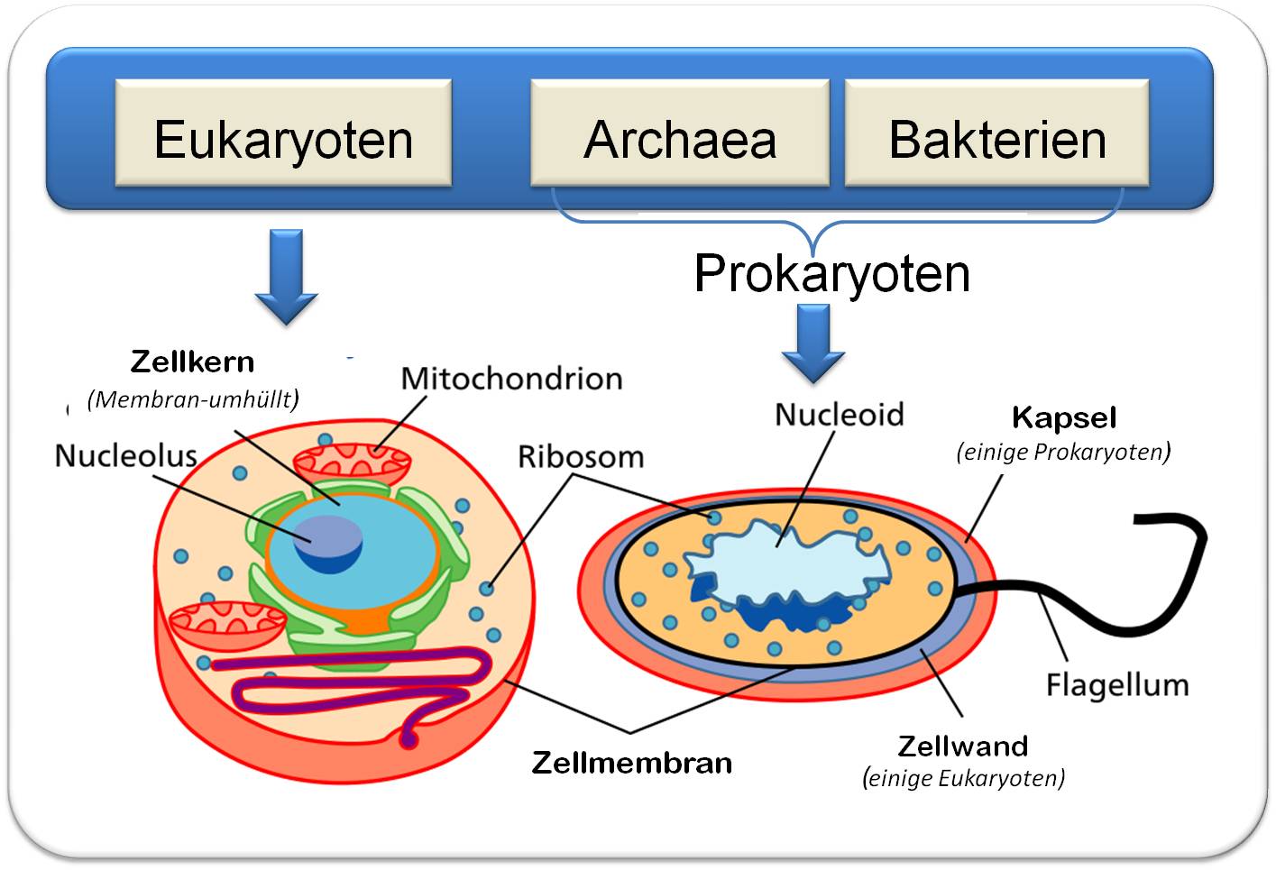 Наличие ядра прокариоты. Клетки прокариот и эукариот. Прокариот клетки эукариот бактерии. Строение клетки бактерий и эукариот. Клетка бактерий и эукариот.